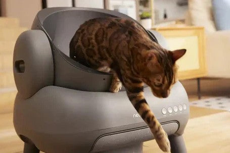 Katzenklo in der kleinen Wohnung: Wo aufstellen, damit es nicht stinkt