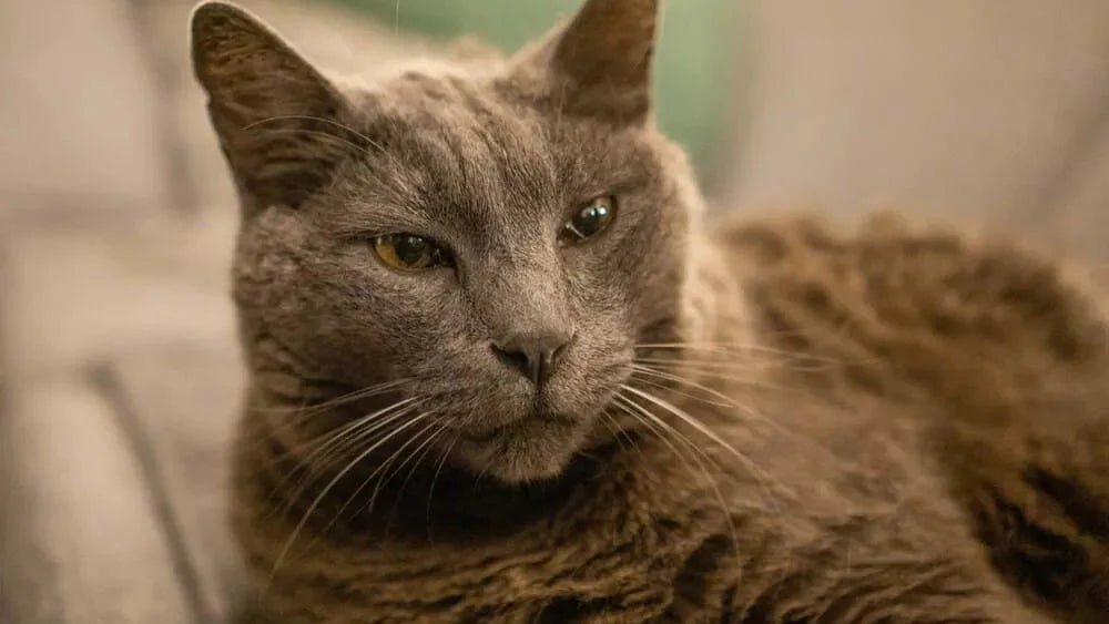 4 einfache Anpassungen, um Katzenklo-Probleme bei Seniorenkatzen zu lösen