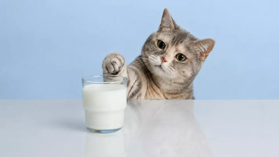 Dürfen Katzen Milch trinken? Die Risiken & Ihr 24-Stunden-Aktionsplan