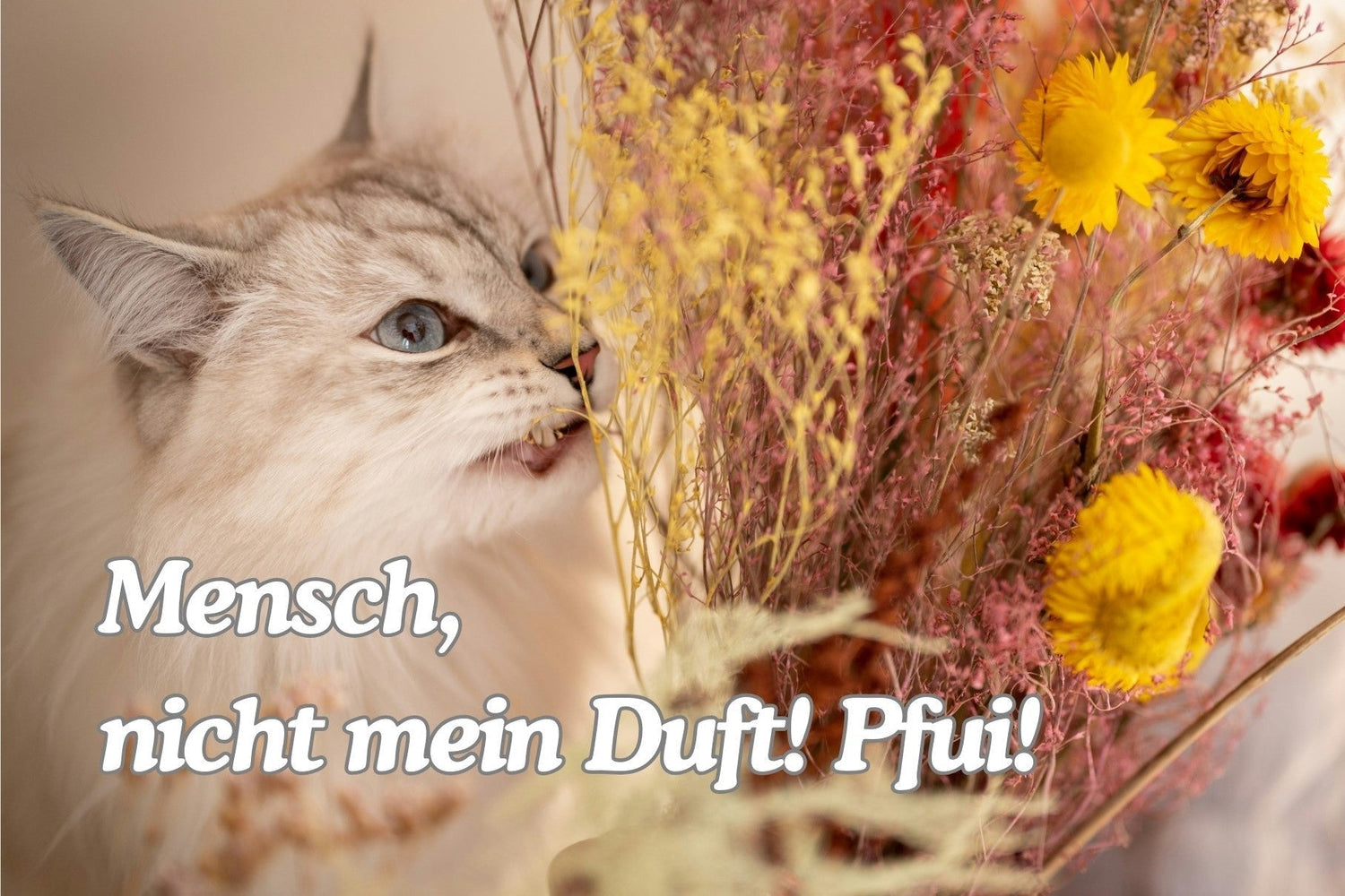 Welchen Geruch mögen Katzen nicht? 15 Gerüche, die Katzen absolut nicht mögen