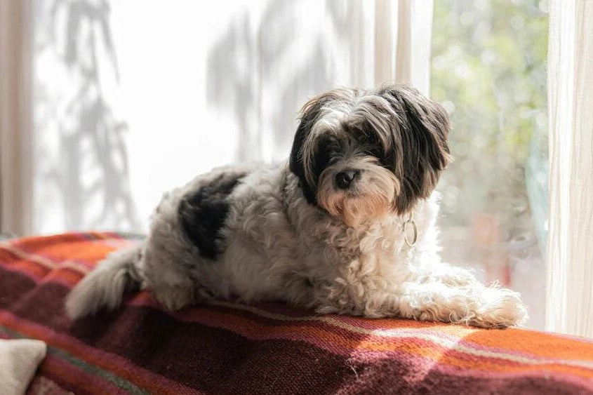 Trends in der intelligenten Haustierpflege 2025 | Expertenrat und Kaufberatung von Neakasa