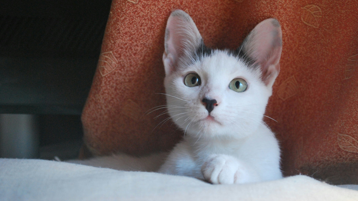 Katze anschaffen? 9 Gründe, die dagegen sprechen können