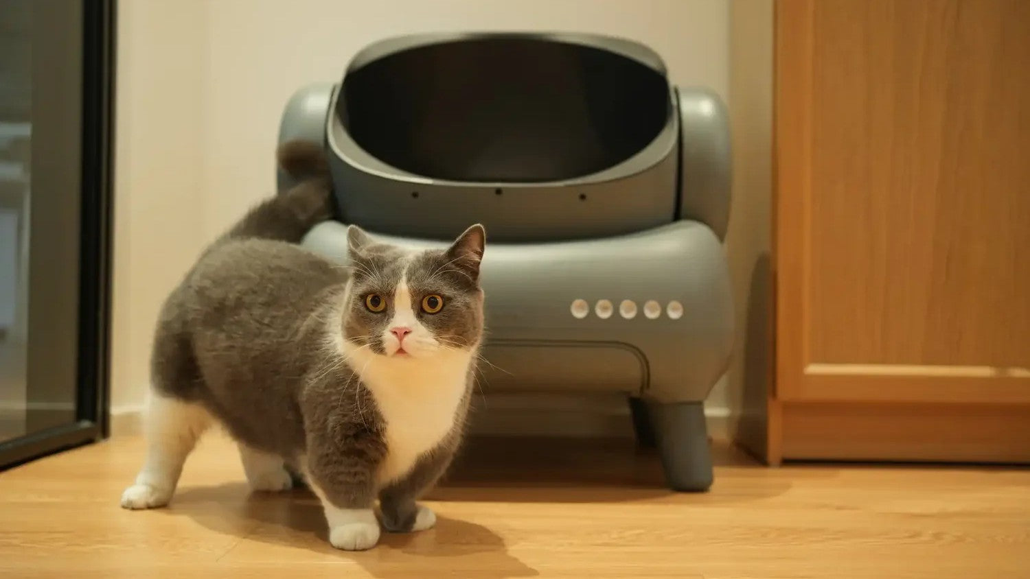 Katze krank? Diese Warnzeichen im Katzenklo sollten Sie kennen