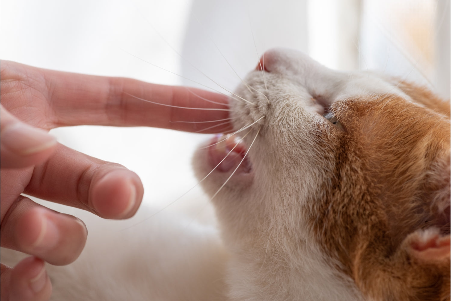 Deine Katze beißt und leckt dich? So kannst du ihre Botschaft verstehen