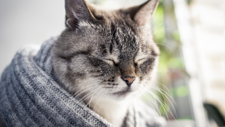 Blut im Stuhl bei der Katze: Was rote Blutspuren und schwarzer Kot bedeuten können