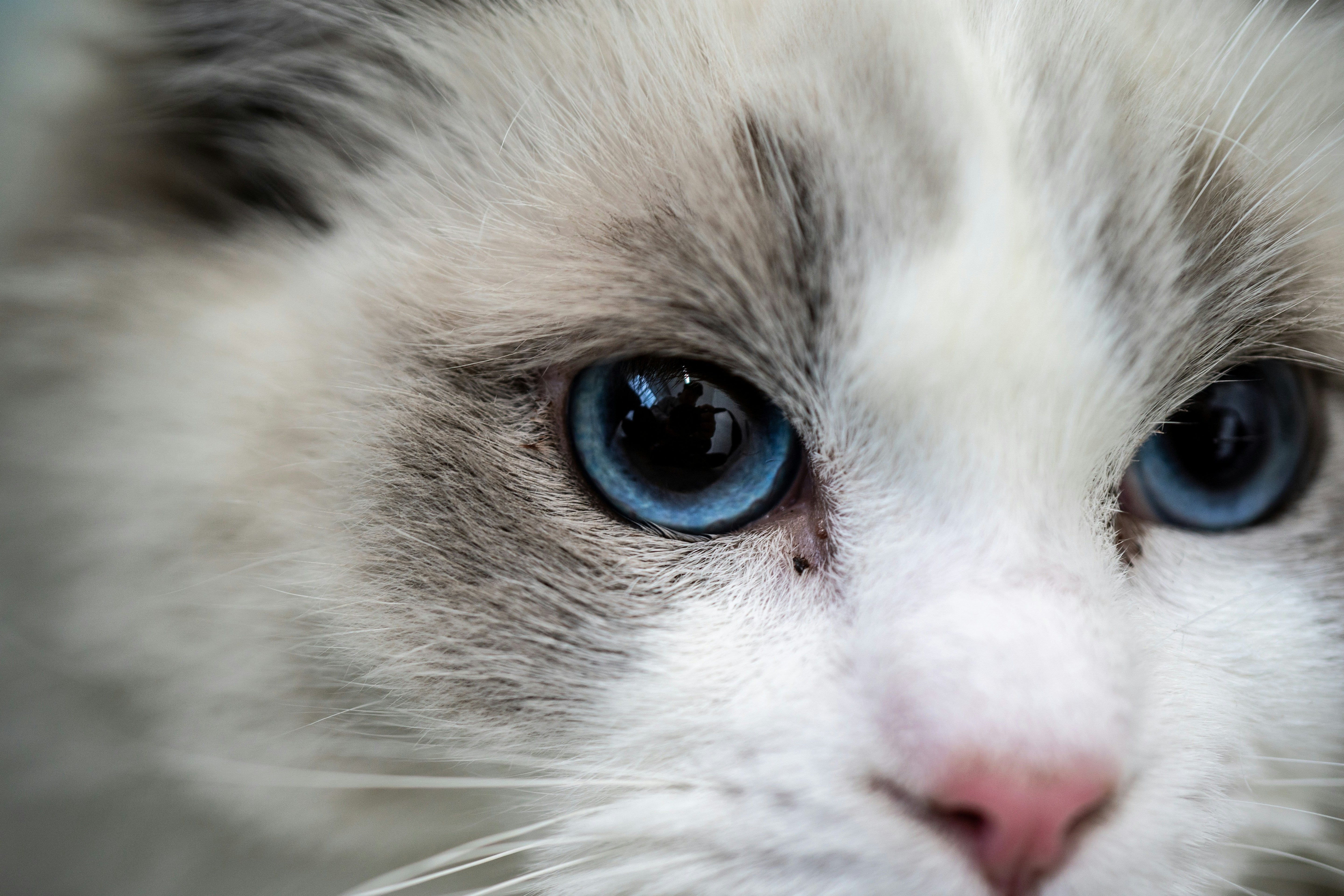 Welche Farben sehen Katzen? Die Welt durch Katzenaugen