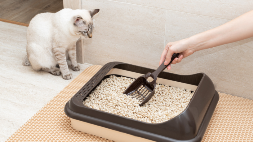 Katzenklo reinigen: Wie oft ist nötig und wie geht es einfacher?