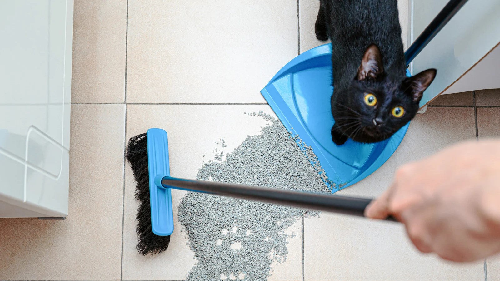 Katzenklo sauber halten: Tipps gegen Geruch und Streu in der Wohnung