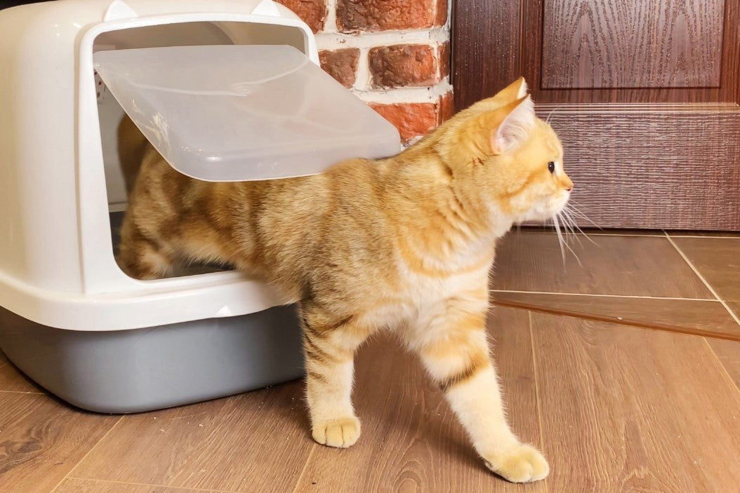 Wie oft gehen Katzen pro Tag aufs Katzenklo?