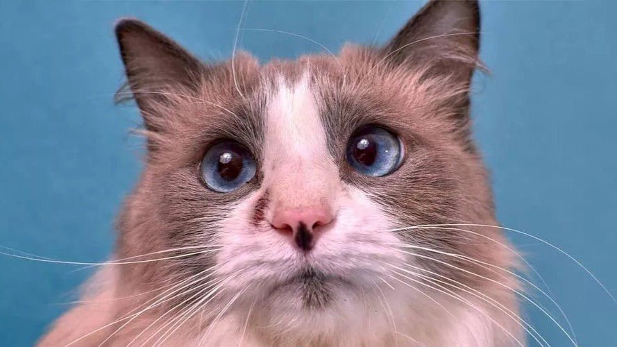Was tun bei Katzenpilz? Katze behandeln und Wohnung reinigen