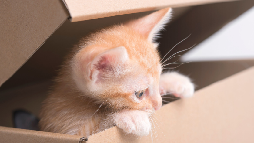 Neue Katze geht nicht aufs Katzenklo: Was tun nach dem Einzug?