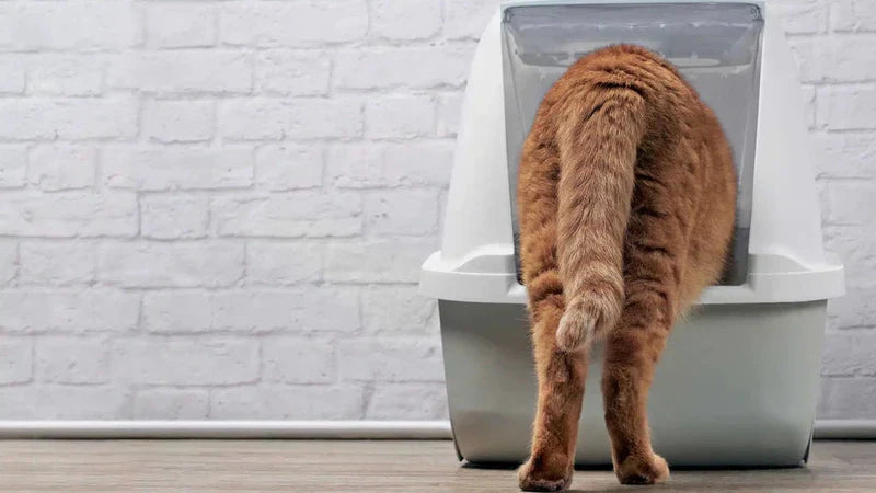 Offenes vs. geschlossenes Katzenklo: Was sagt die Wissenschaft zum Stresslevel?