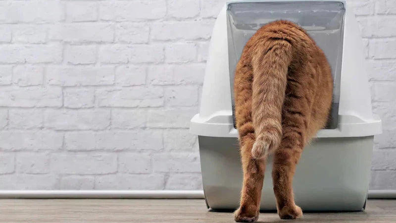 Offenes oder geschlossenes Katzenklo: Was passt besser zu Ihrer Katze?