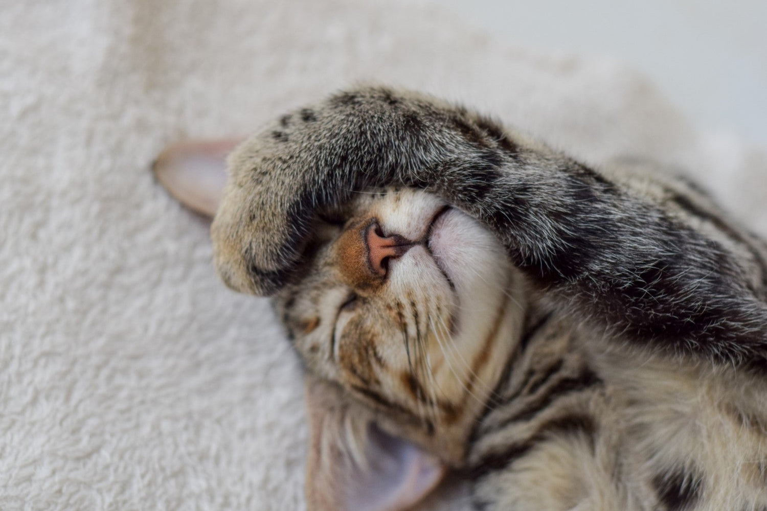 Wie viele Stunden schlafen Katzen wirklich? Die Antwort überrascht!