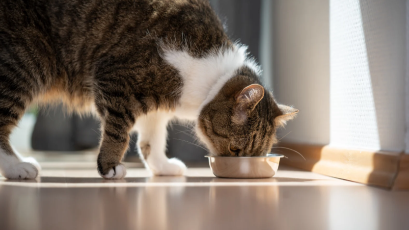 Getigerte Katze mit weißen Pfoten frisst aus einem Futternapf am Fenster.