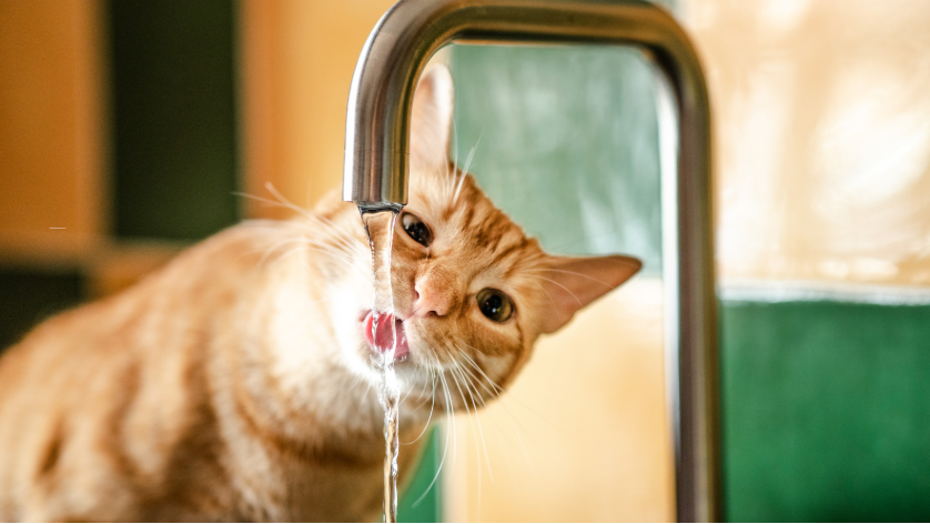 Wie viel Wasser sollte eine Katze trinken? Bedarf und Alltagstipps