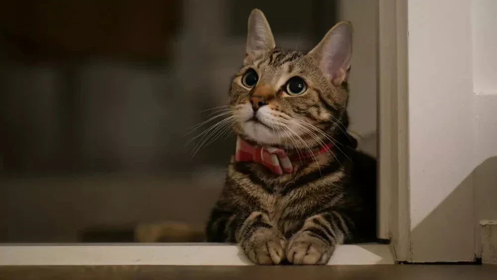 Sauberes Zuhause trotz Katze: Der ultimative Hygiene-Guide gegen Gerüche & Haare