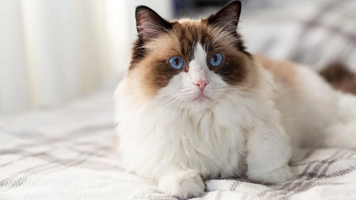Katzenklo für Ragdoll Katzen: Größe, Kopffreiheit und Geruchskontrolle
