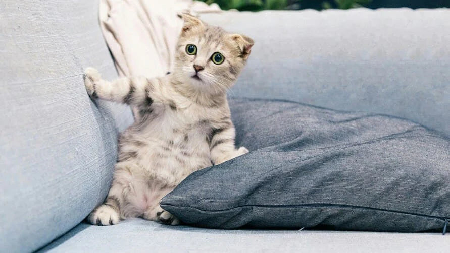 Das beste Katzenklo für Kitten: Größe, Sicherheit und Tipps zur Stubenreinheit