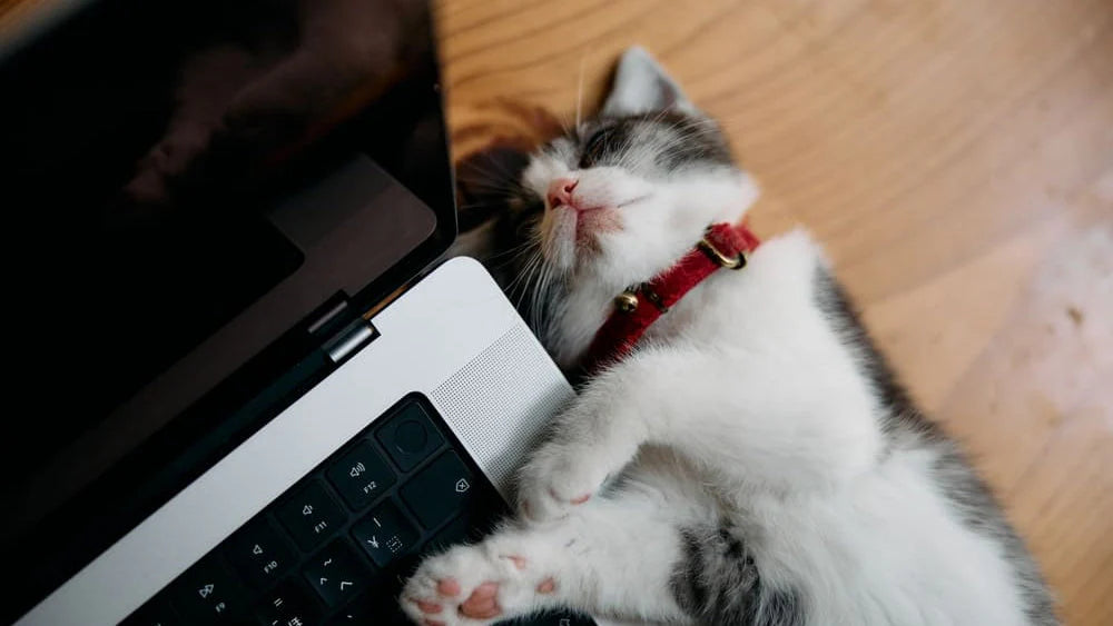 Bestes Selbstreinigendes Katzenklo: Der ultimative Guide 2026 für berufstätige Katzenbesitzer