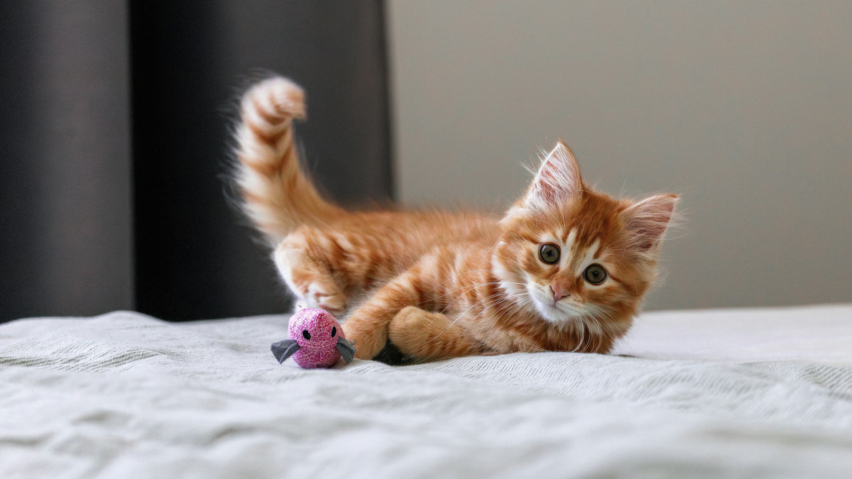 12 spannende Fakten über Katzen – und was dahintersteckt