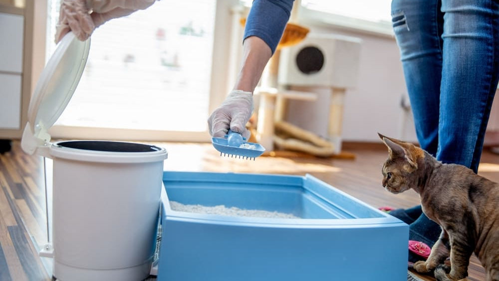 Die verborgenen Gefahren von Katzenstreu für Menschen (und wie man sie vermeidet)