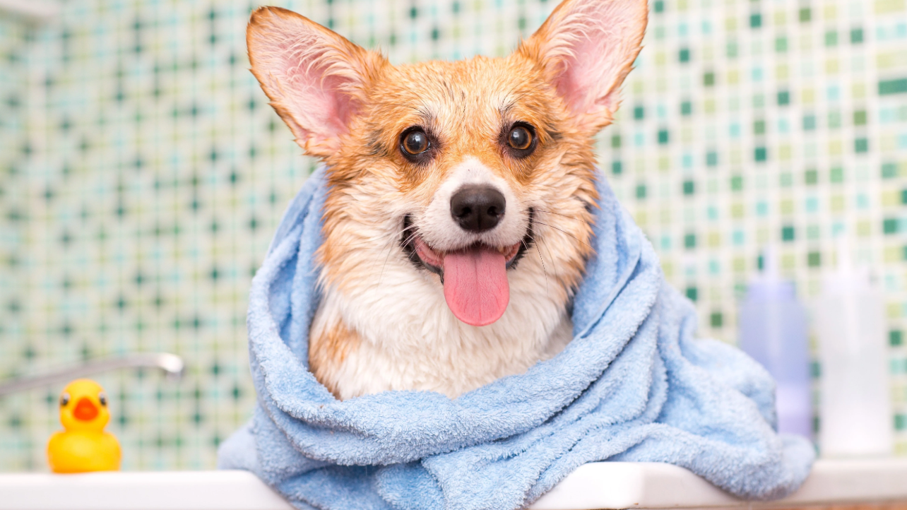 Hundefellpflege für Anfänger zu Hause: Hilft ein Tierhaarsauger wirklich gegen das Chaos?