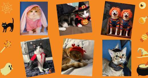 Rückblick auf das Neakasa-Halloween-Gewinnspiel