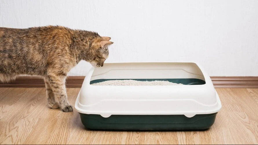 Katzen-Durchfall außerhalb des Katzenklos? 5 Sofort-Maßnahmen gegen das Chaos