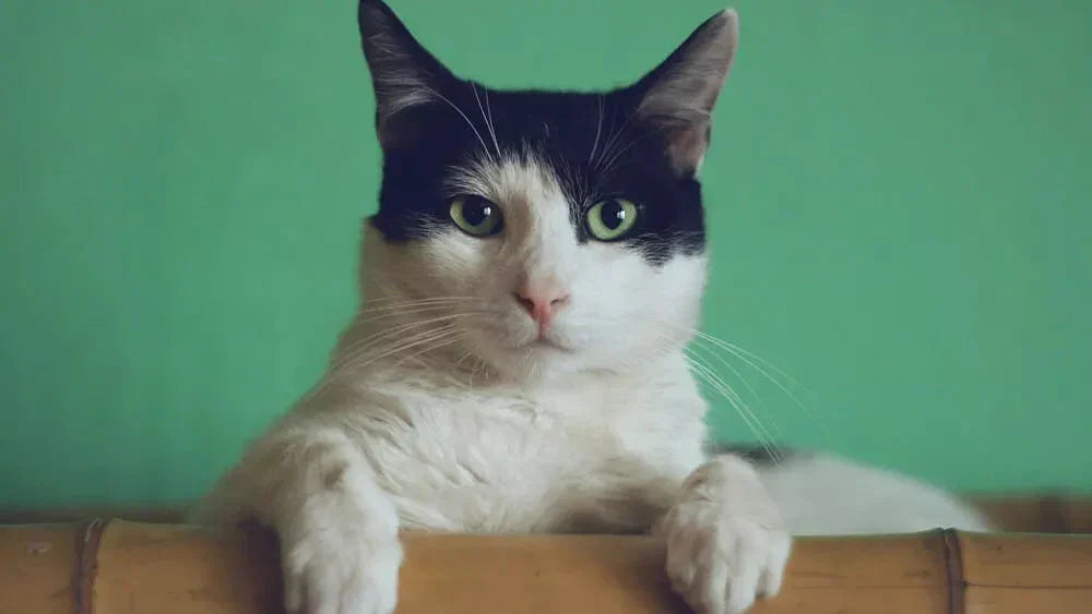 Verstopfung bei Katzen: So erkennen Sie, ob Ihre Samtpfote Hilfe braucht