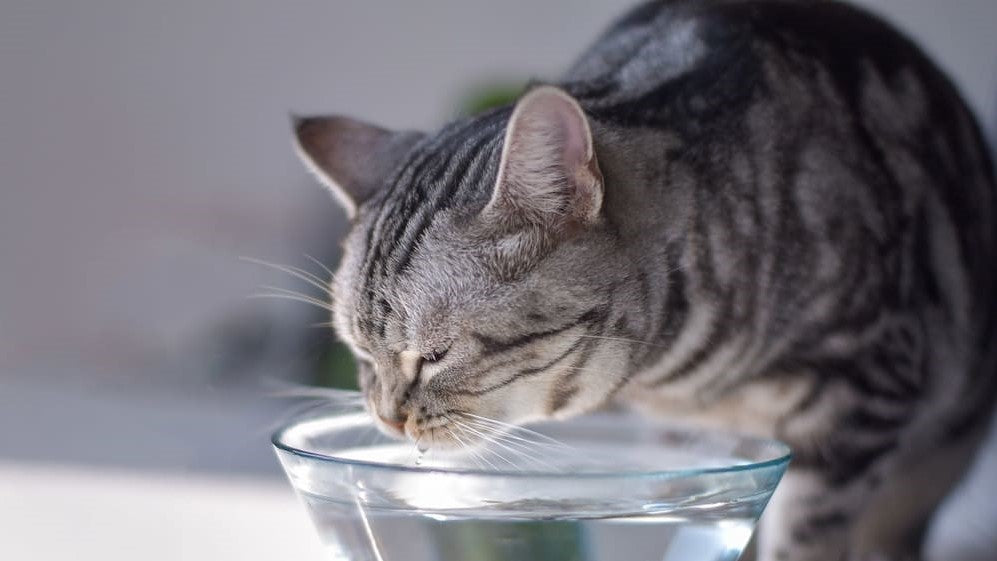 Mögen Katzen kaltes Wasser? Die Geheimnisse der perfekten Flüssigkeitsaufnahme