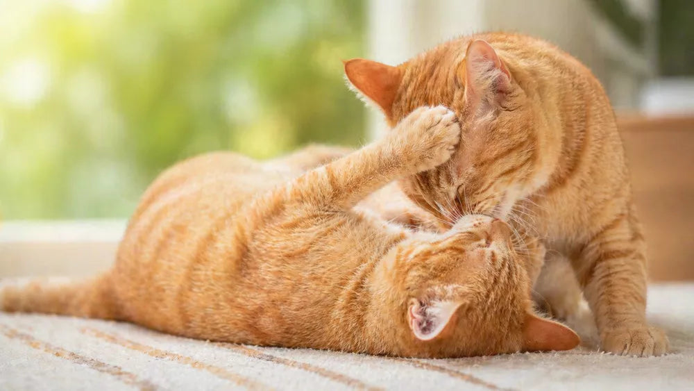 Katzen spielen oder kämpfen? 4 sichere Anzeichen