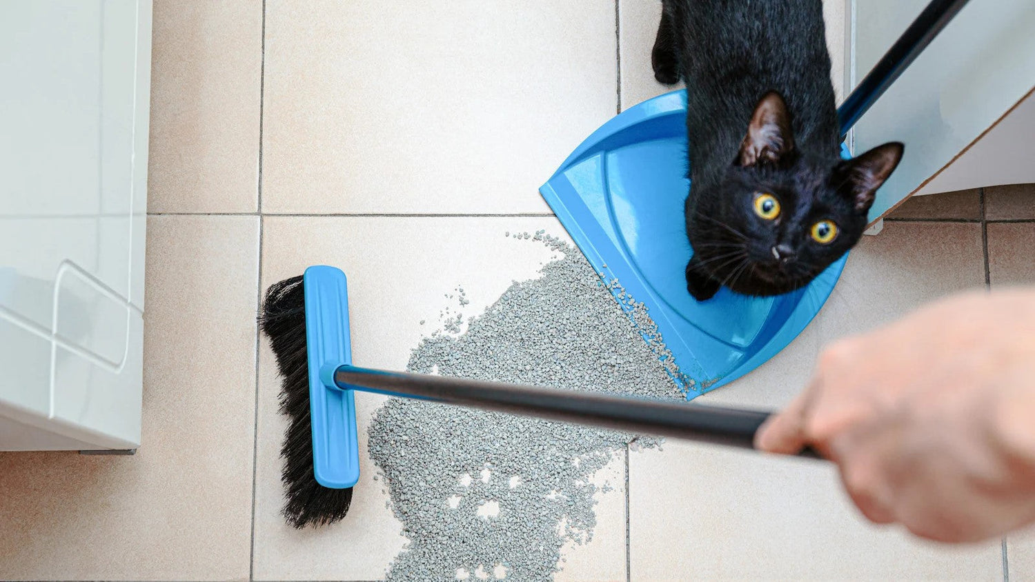 Katzenklo sauber halten: Tipps gegen Geruch und Streu in der Wohnung