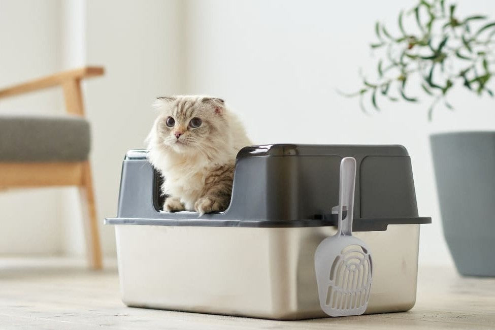 Edelstahl- oder Plastik-Katzenklo: Was ist besser für Ihre Katze?