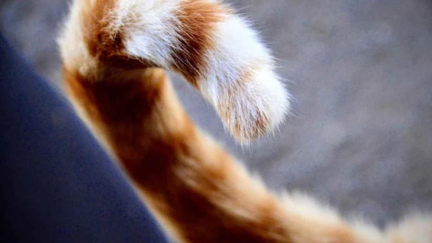 Was will deine Katze dir mit ihrem Schwanz sagen? So verstehst du ihre Gefühle