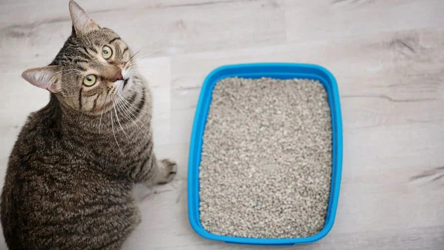 Schluss mit dem „Strand-Effekt“: So verhindern Sie, dass Ihre Katze Streu aus dem Klo kickt
