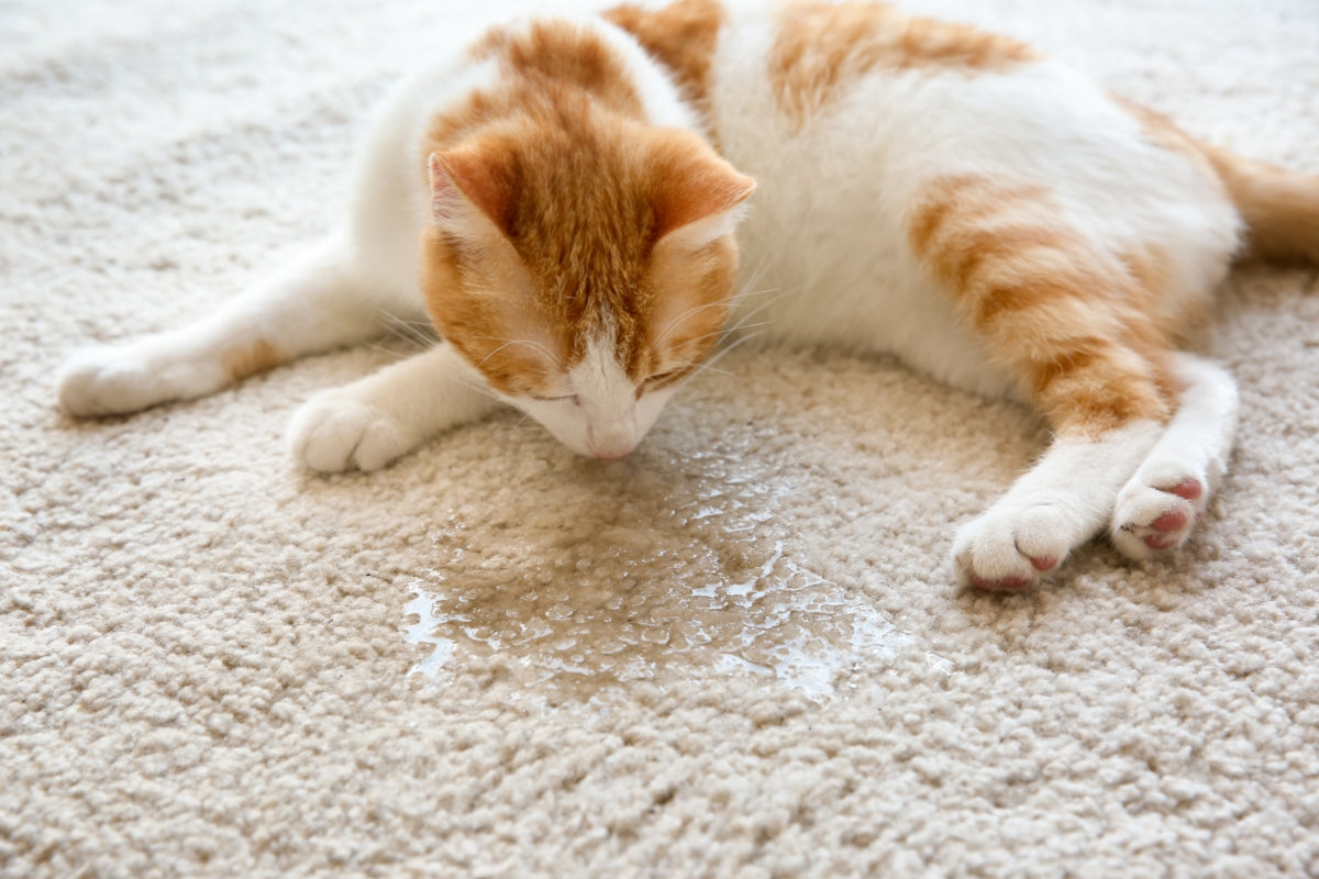 Warum der Urin deiner Katze stinkt und was du dagegen tun kannst