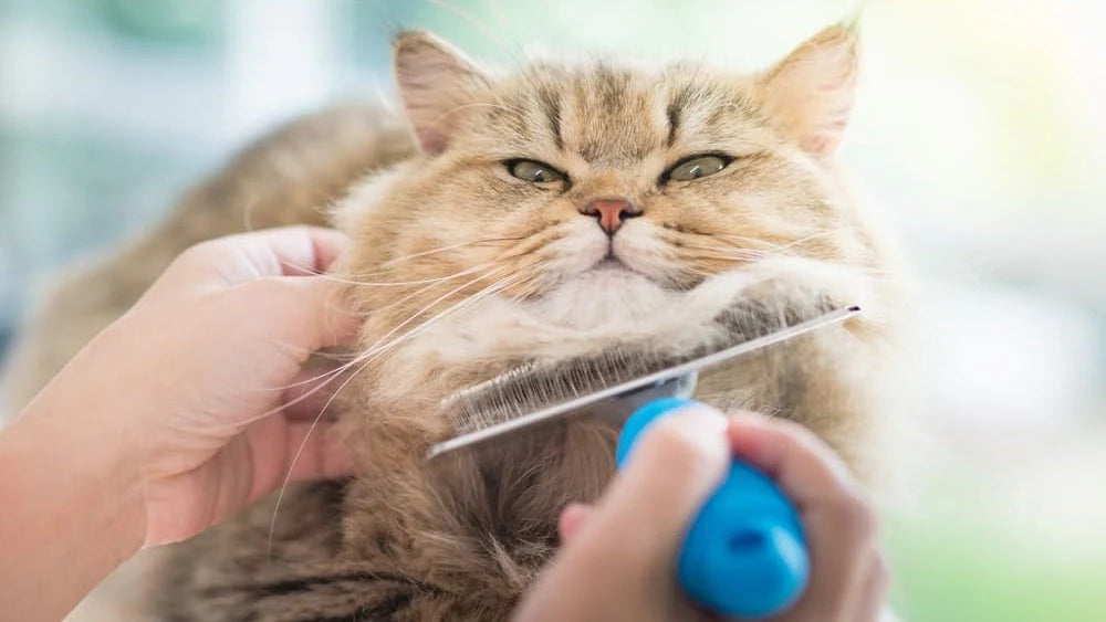 Wie oft muss man eine Katze bürsten? Der ultimative Plan gegen Haare in der Wohnung